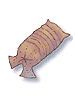 Earthworm Peeling