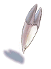 Fang