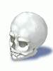 Human Skull