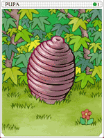 Pupa Card