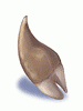Ogre Tooth