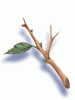 Young Twig