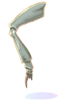 Insect Leg
